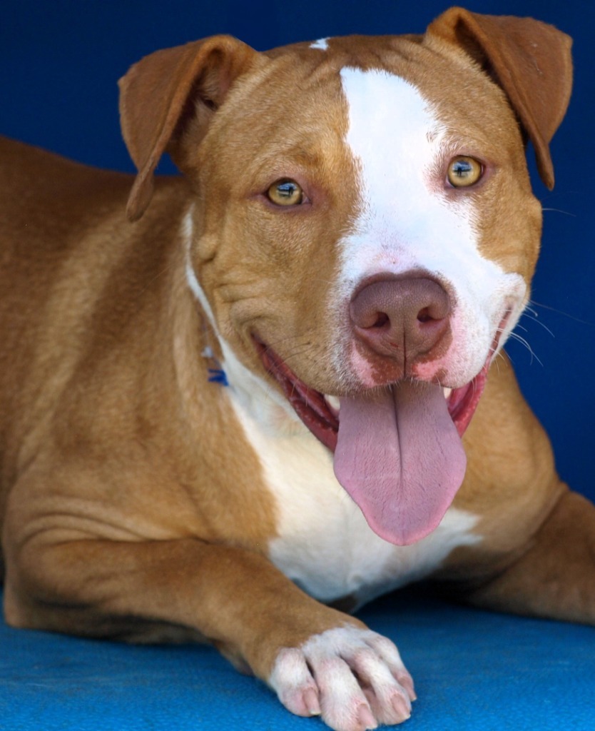 Dog for adoption Boris, a Pit Bull Terrier Mix in Denham Springs, LA