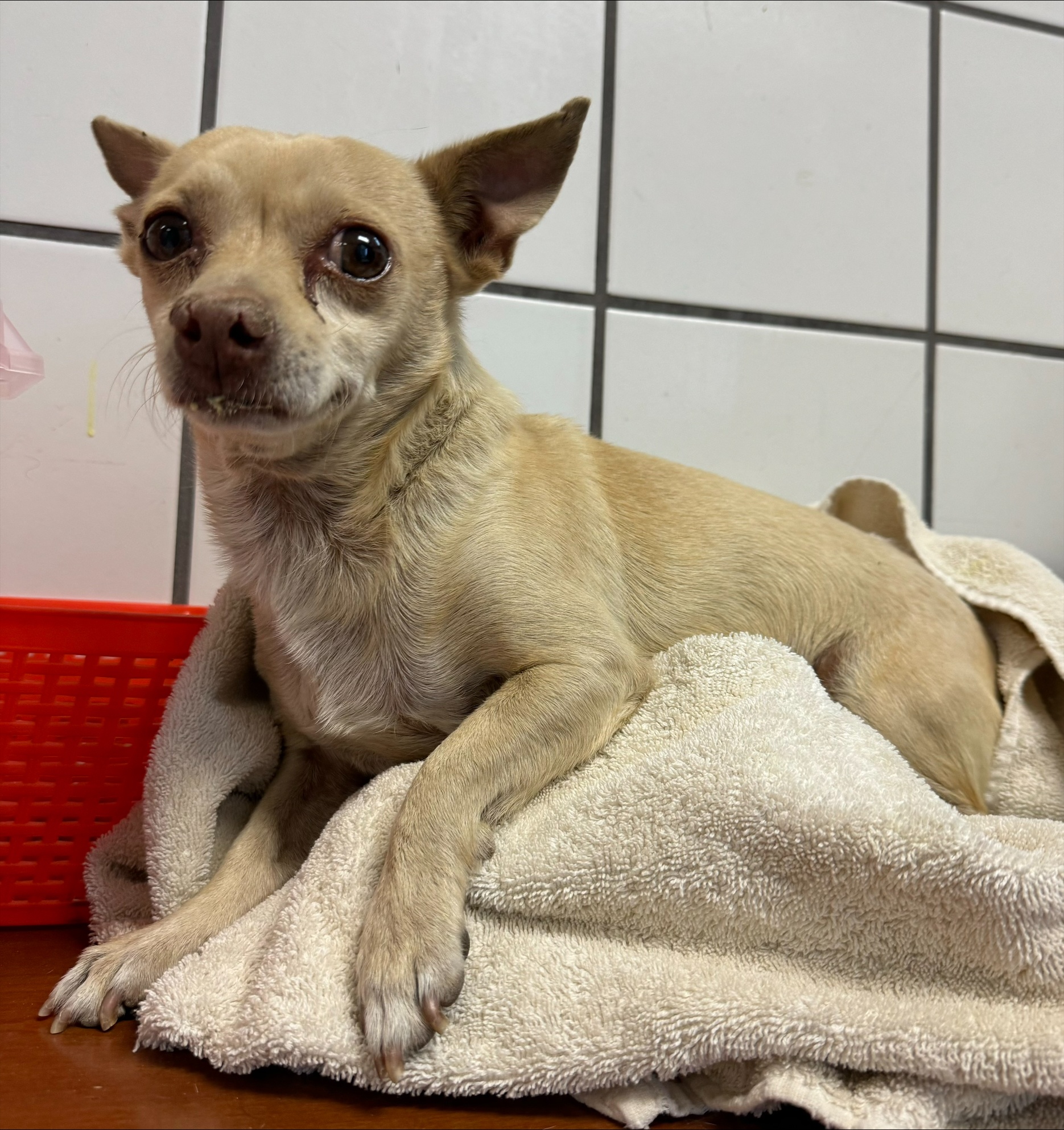 Dog for adoption 57065579, a Chihuahua Mix in El Paso, TX Petfinder