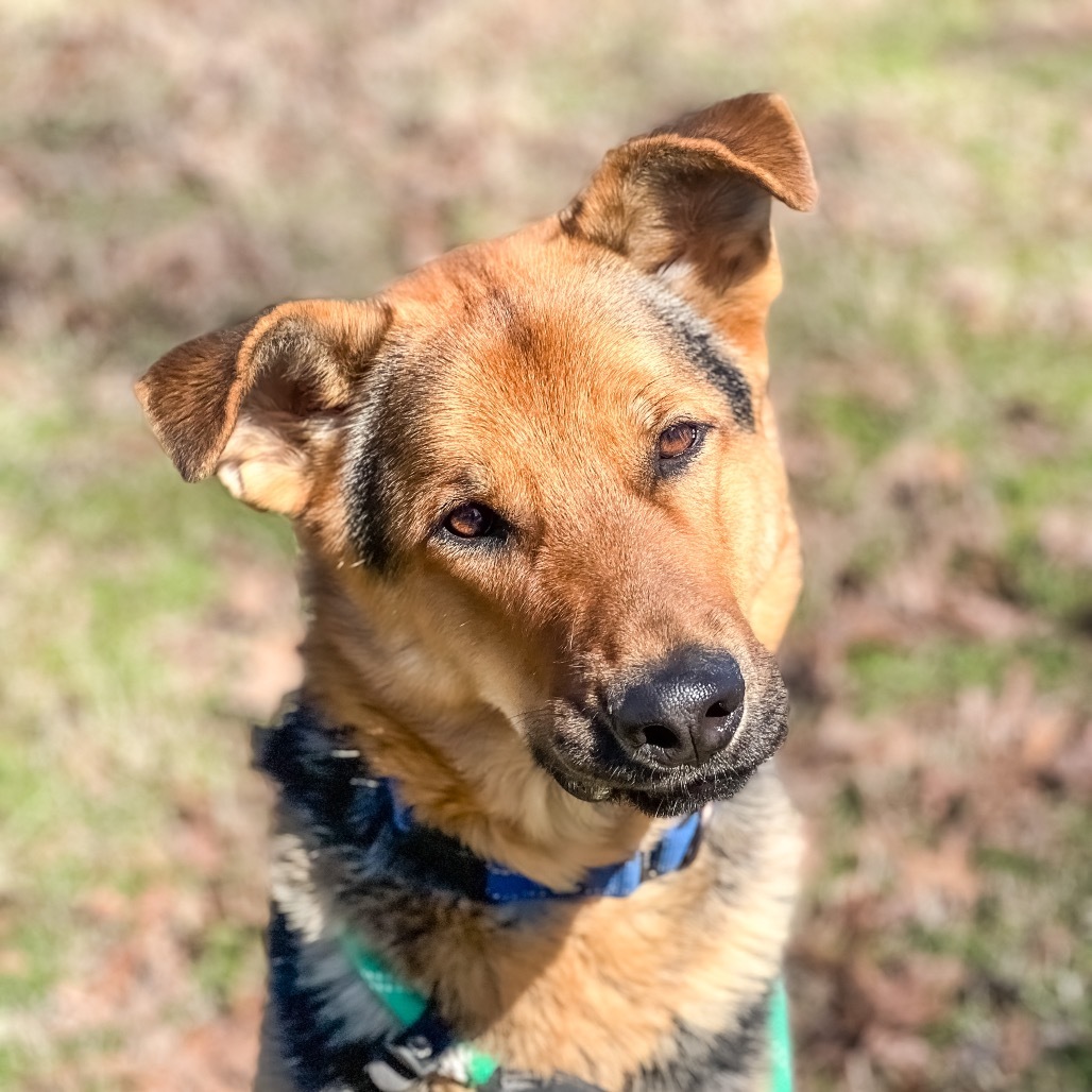 Castiel, an adoptable German Shepherd Dog, Chow Chow in Wadena, MN, 56482 | Photo Image 1