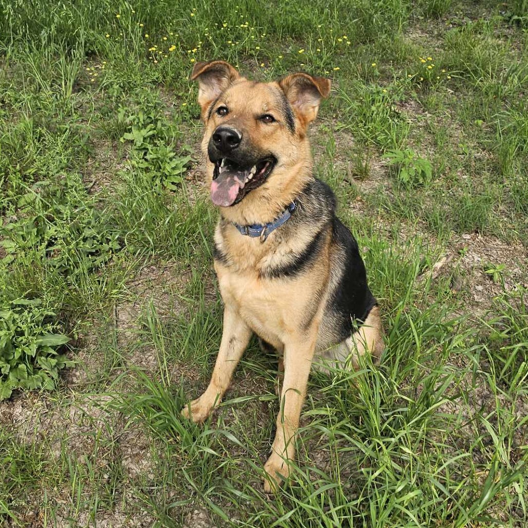 Castiel, an adoptable German Shepherd Dog, Chow Chow in Wadena, MN, 56482 | Photo Image 1