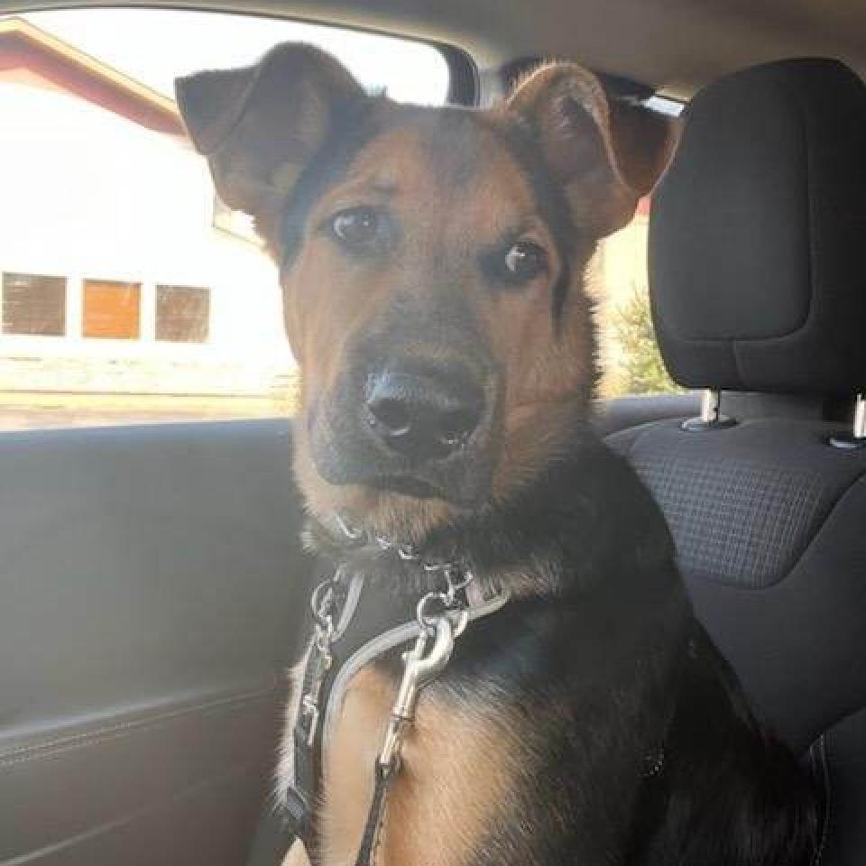 Castiel, an adoptable German Shepherd Dog, Chow Chow in Wadena, MN, 56482 | Photo Image 2