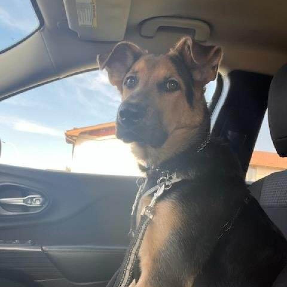 Castiel, an adoptable German Shepherd Dog, Chow Chow in Wadena, MN, 56482 | Photo Image 4
