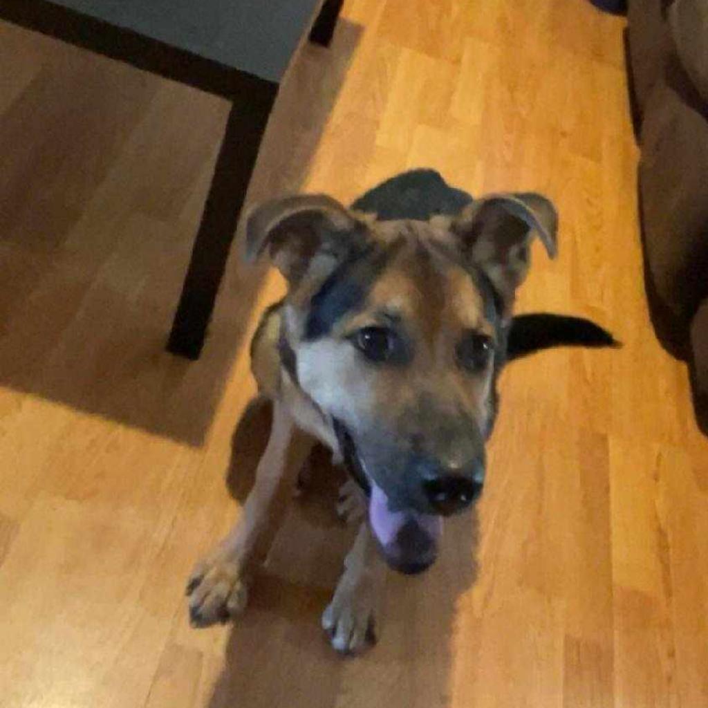 Castiel, an adoptable German Shepherd Dog, Chow Chow in Wadena, MN, 56482 | Photo Image 5