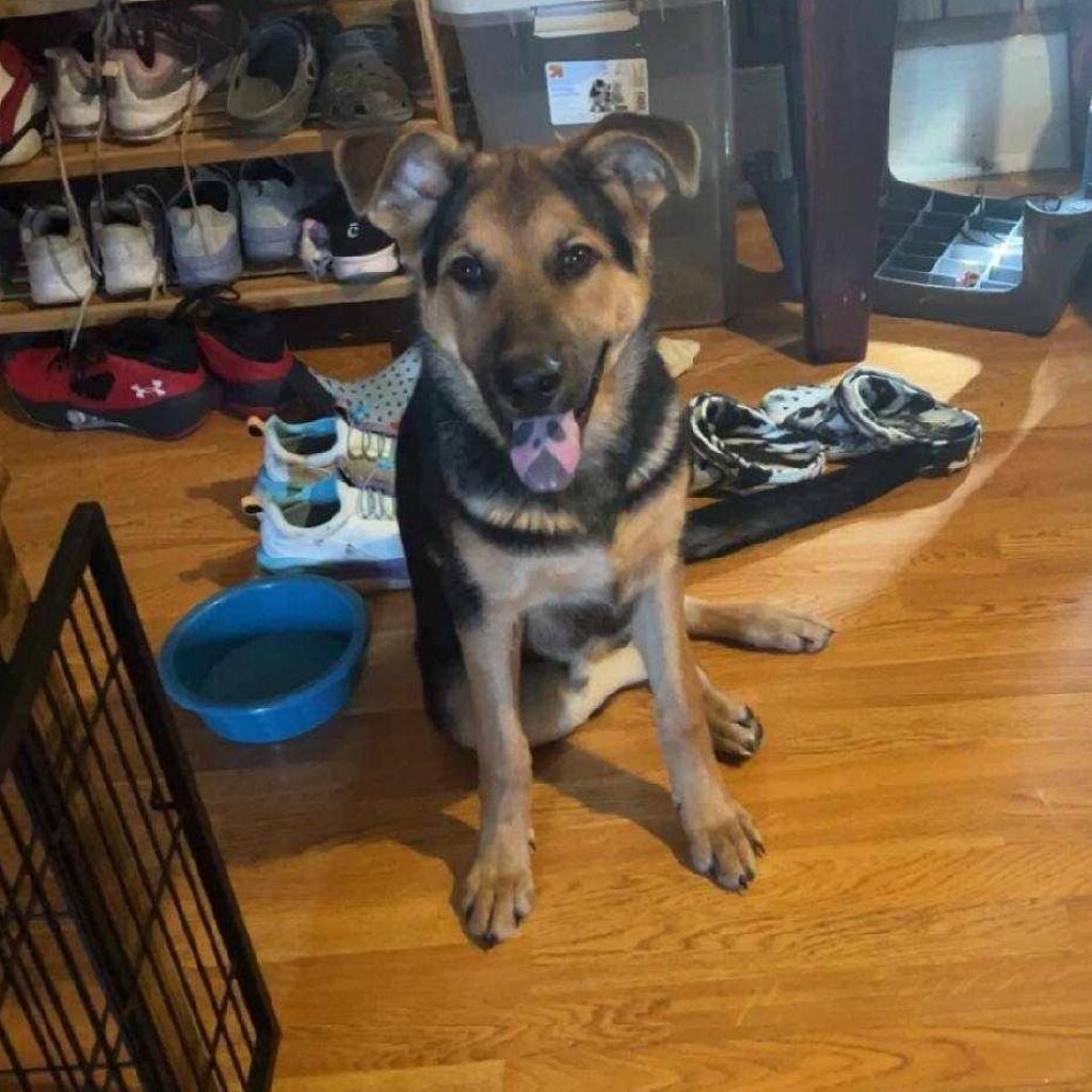 Castiel, an adoptable German Shepherd Dog, Chow Chow in Wadena, MN, 56482 | Photo Image 6