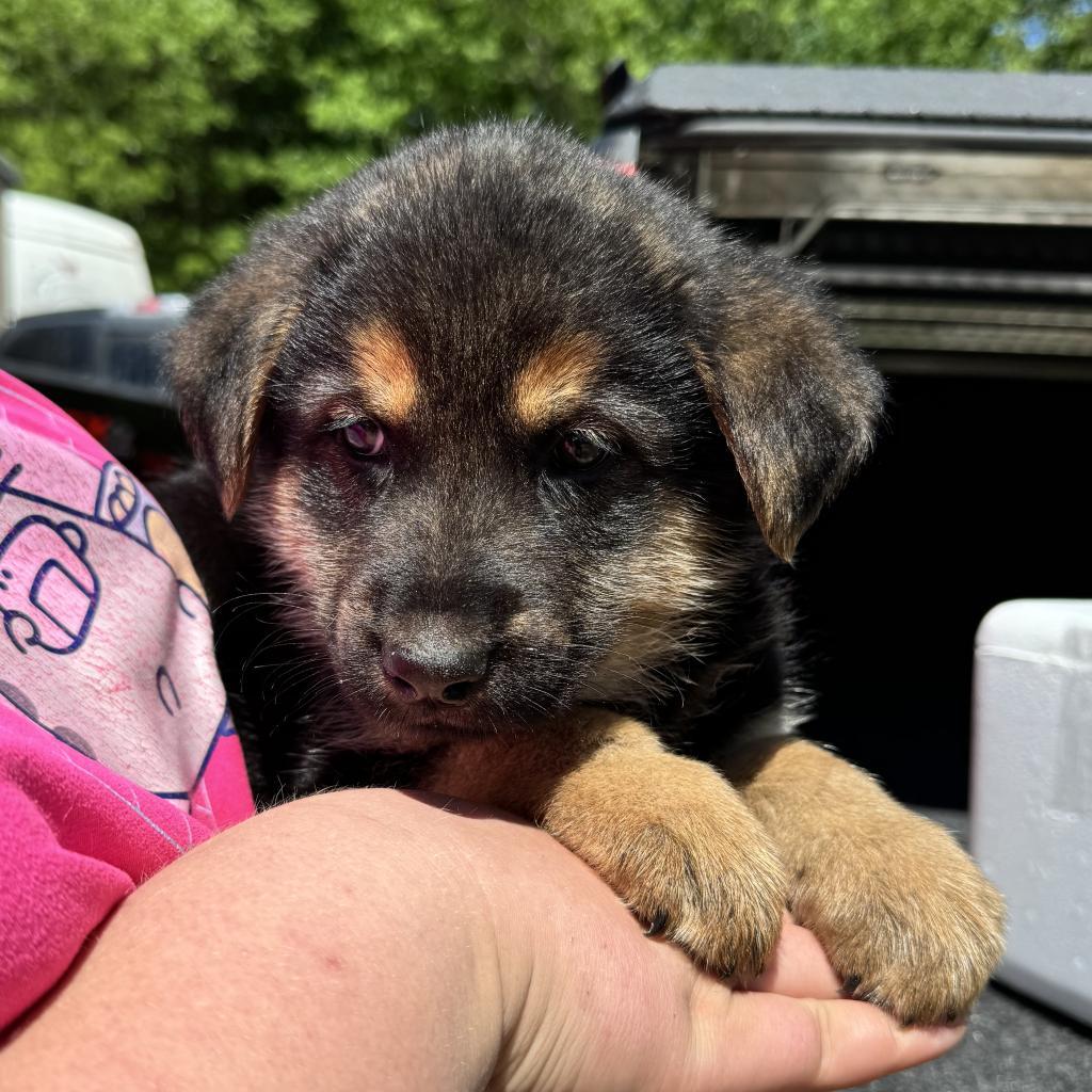 Castiel, an adoptable German Shepherd Dog, Chow Chow in Wadena, MN, 56482 | Photo Image 6
