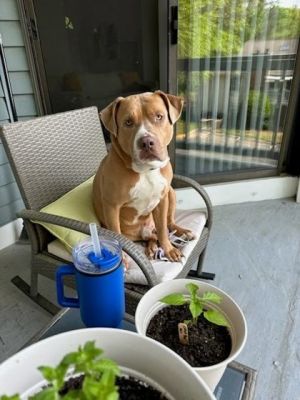 Dyno, Adult Male Pit Bull Terrier
