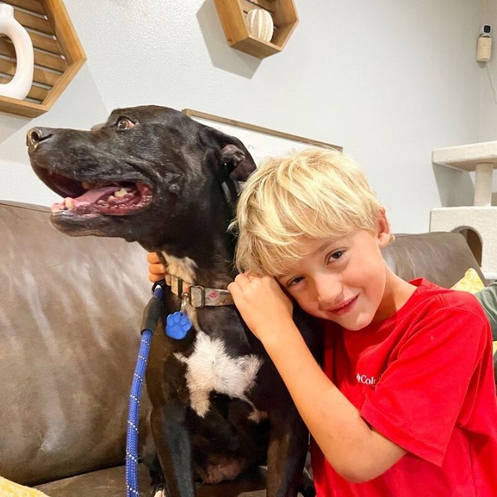 Dog for adoption Lacey Ark the Love Bug, a Pit Bull Terrier