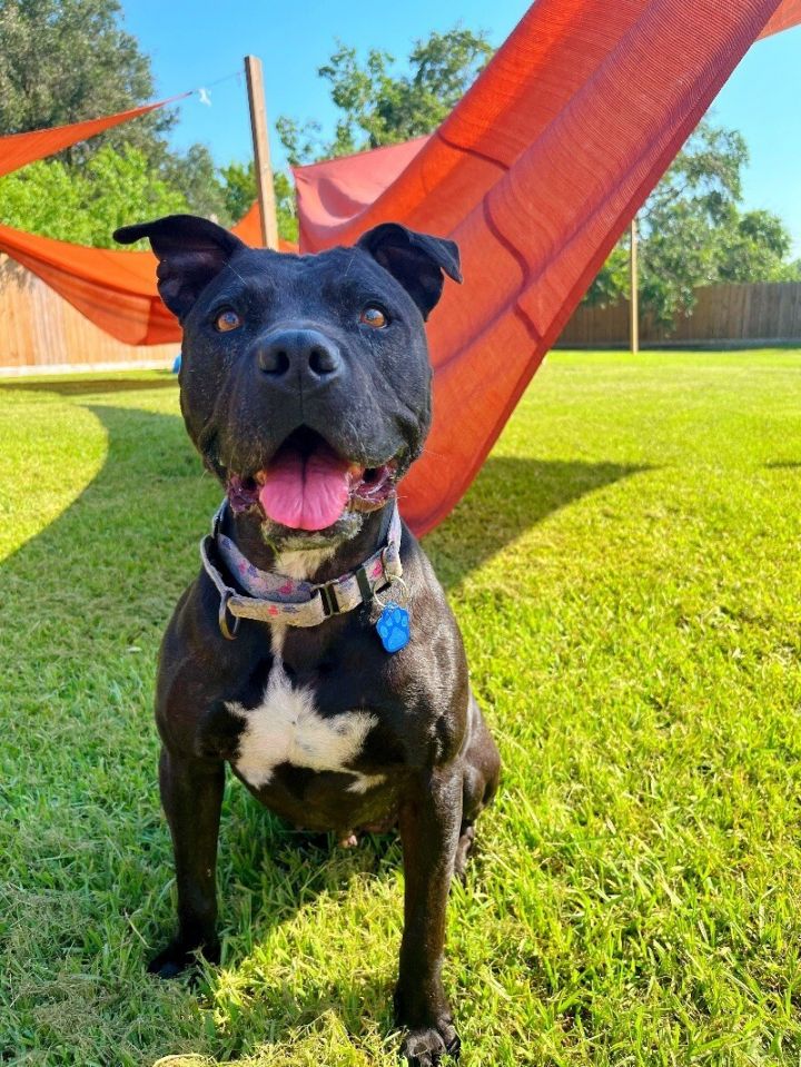 Dog for adoption Lacey Ark the Love Bug, a Pit Bull Terrier