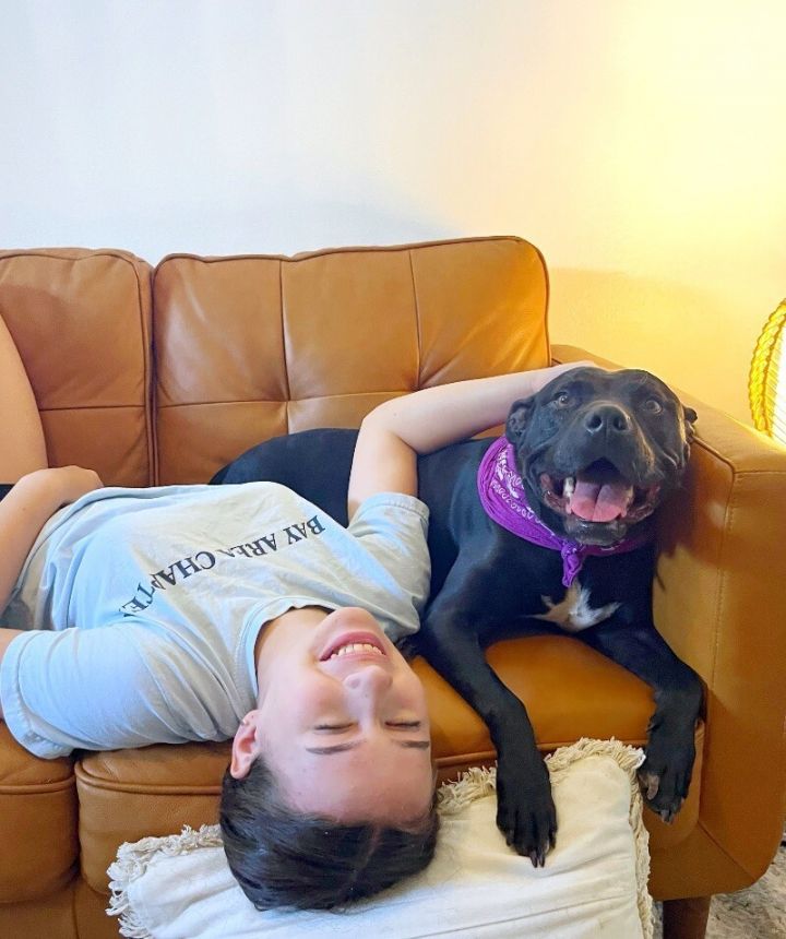 Dog for adoption Lacey Ark the Love Bug, a Pit Bull Terrier