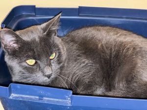 139-Jack Pumpkin, Young Male Domestic Short Hair