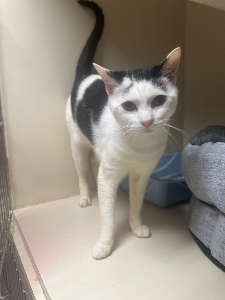 Cat for adoption Leo Lyon, a Tuxedo in Windsor, CT Petfinder