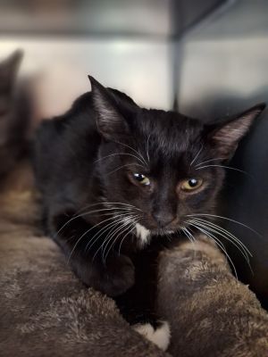 Megara Domestic Short Hair Cat