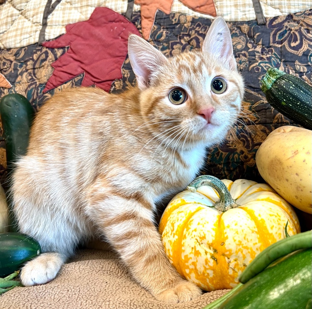 Cat for adoption Zucchini, a Domestic Short Hair Mix in Salt Lake