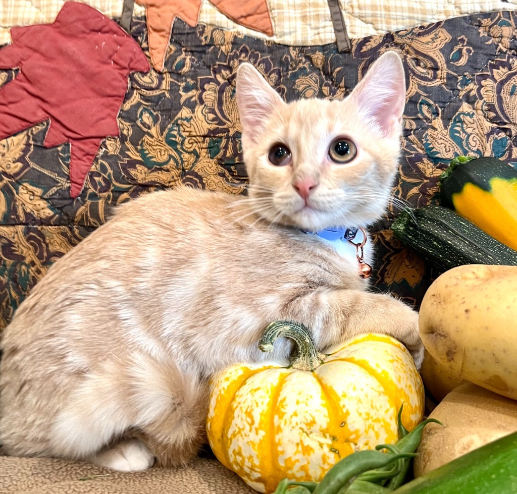 Cat for adoption Carrot, a Domestic Long Hair Mix in Salt Lake City