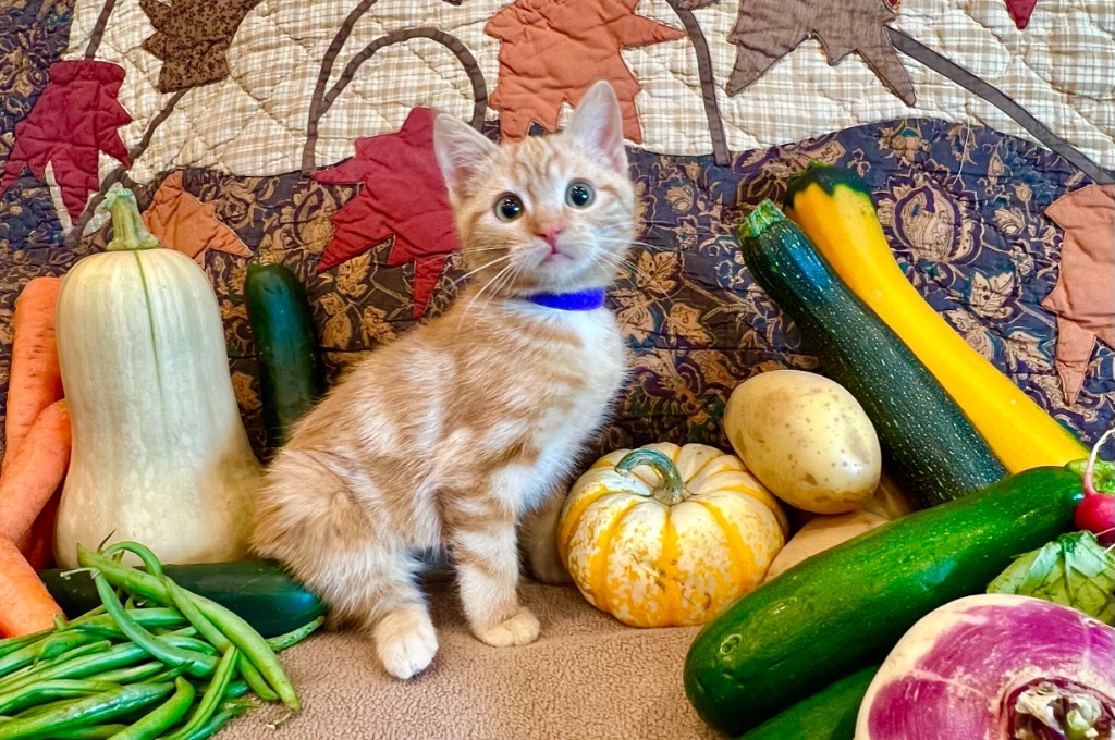 Cat for adoption Potato, a Domestic Short Hair Mix in Salt Lake City