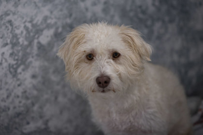 Bob, an adoptable Schnauzer in Peyton, CO, 80831 | Photo Image 1