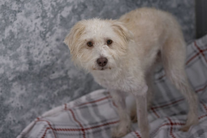 Bob, an adoptable Schnauzer in Peyton, CO, 80831 | Photo Image 3