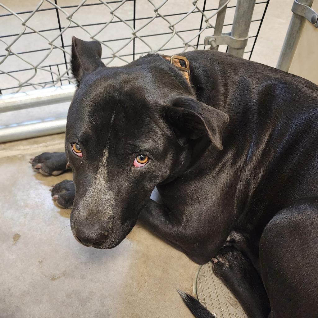 Mavis, an adoptable Pit Bull Terrier, Australian Cattle Dog / Blue Heeler in Cody, WY, 82414 | Photo Image 1