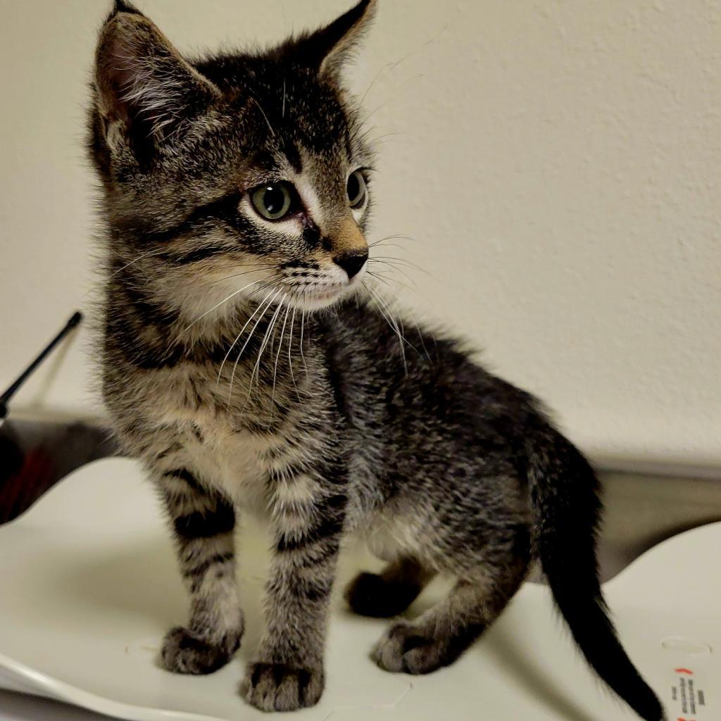 Mercury, an adoptable Domestic Short Hair in Cody, WY, 82414 | Photo Image 1