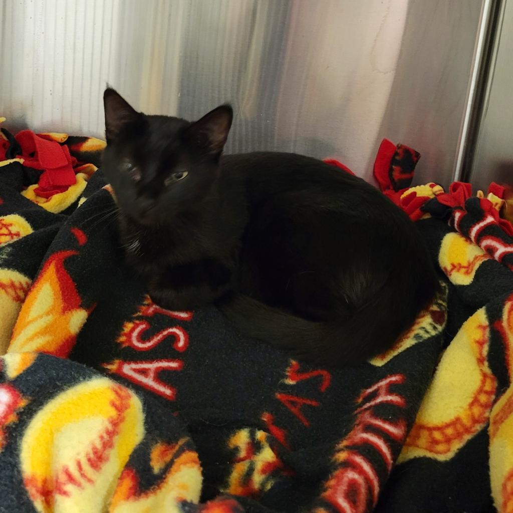 Star, an adoptable Domestic Short Hair in Cody, WY, 82414 | Photo Image 1