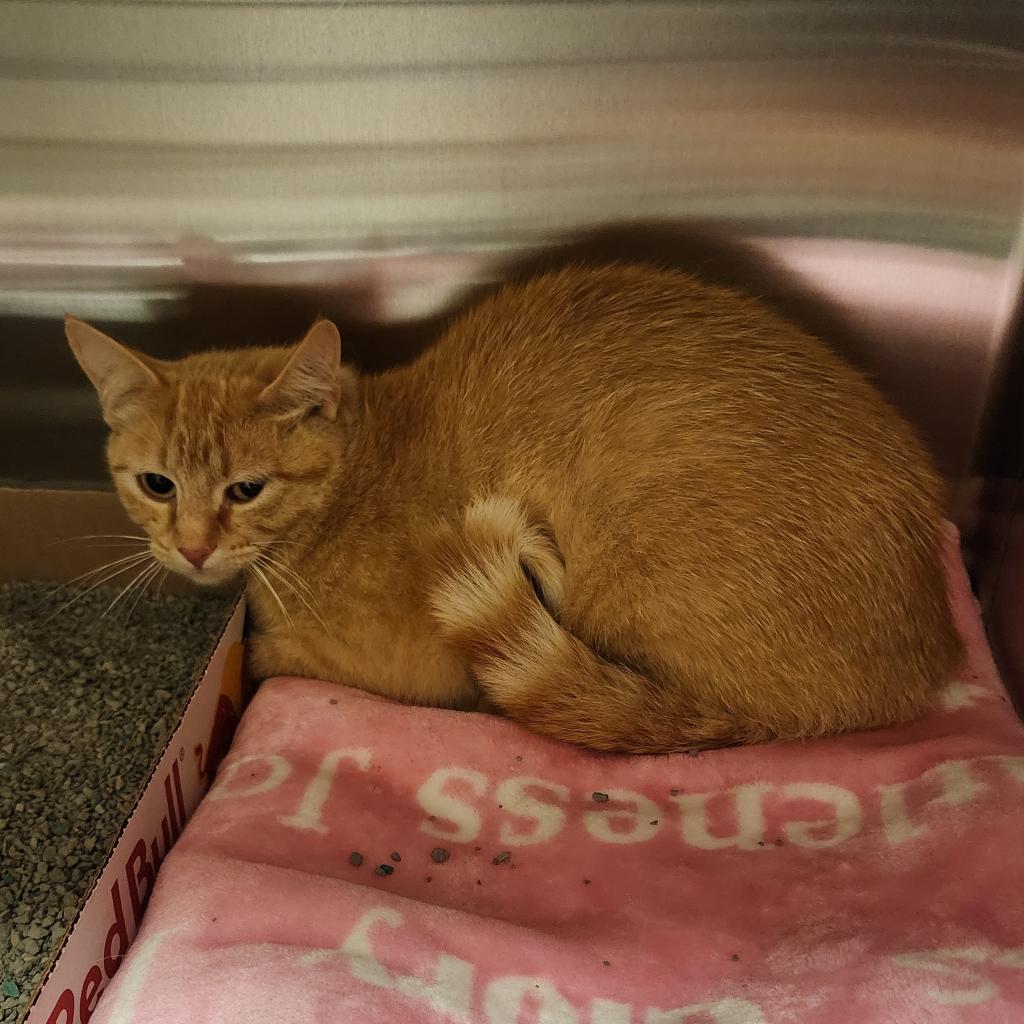 Mortimer, an adoptable Domestic Short Hair in Cody, WY, 82414 | Photo Image 1