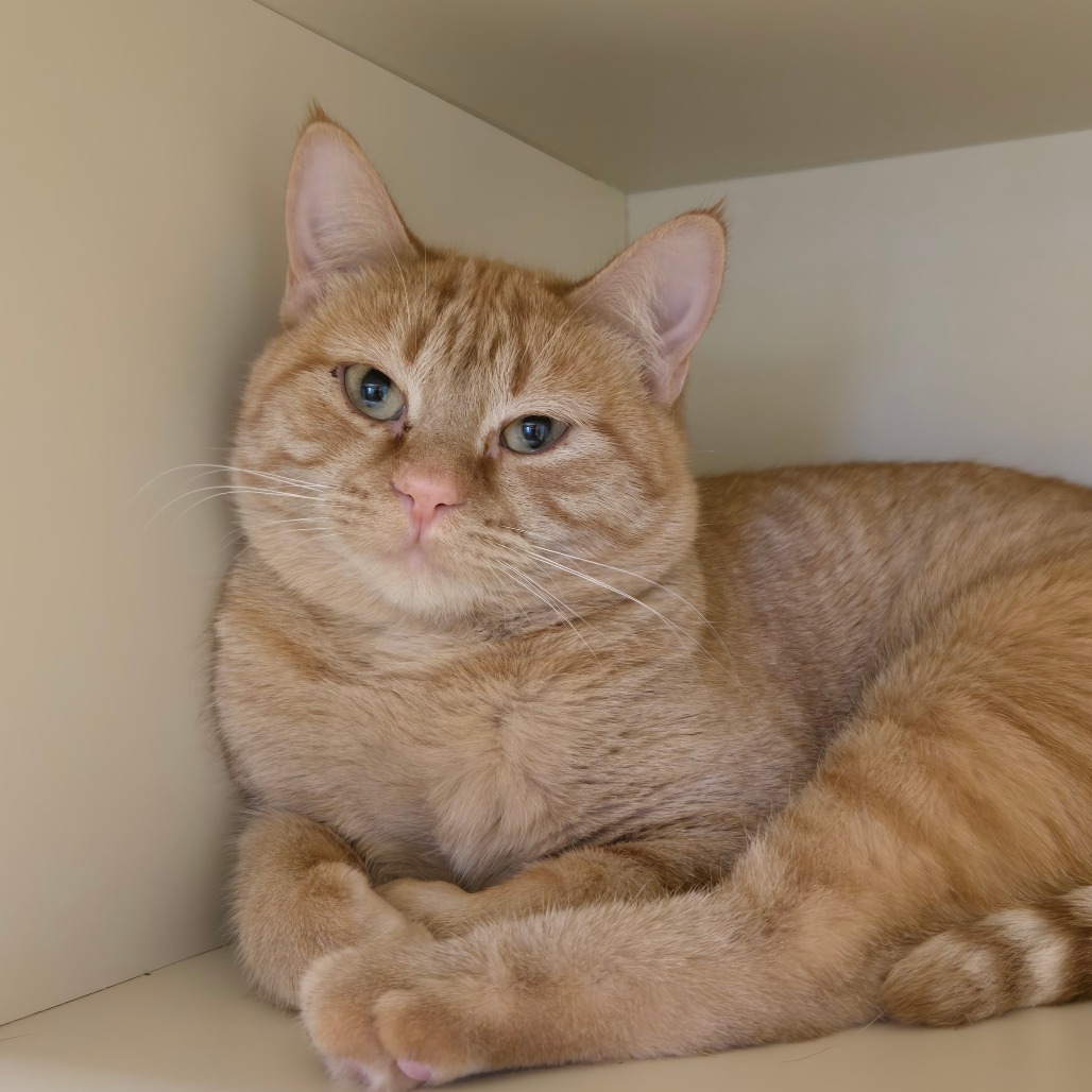 Mortimer, an adoptable Domestic Short Hair in Cody, WY, 82414 | Photo Image 1