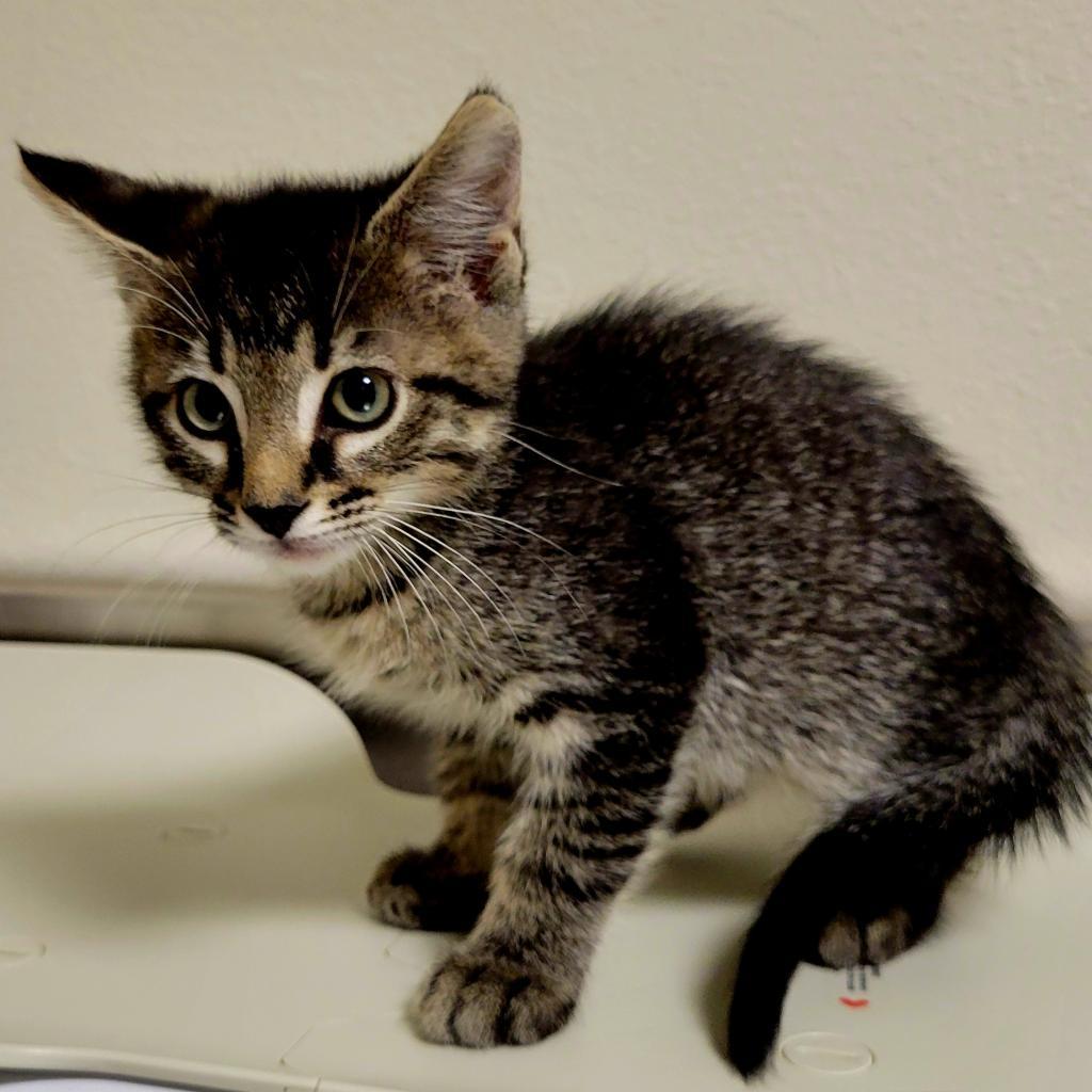 Saturn, an adoptable Domestic Short Hair in Cody, WY, 82414 | Photo Image 1