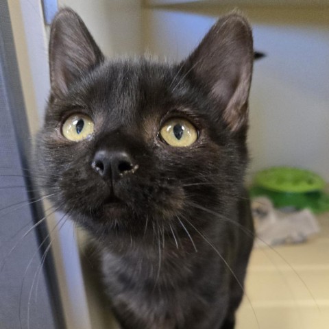 Lou, an adoptable Domestic Short Hair in Cody, WY, 82414 | Photo Image 1