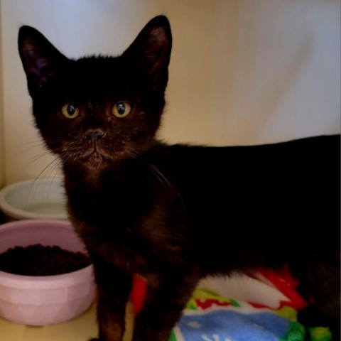 Eugene, an adoptable Domestic Short Hair in Cody, WY, 82414 | Photo Image 1