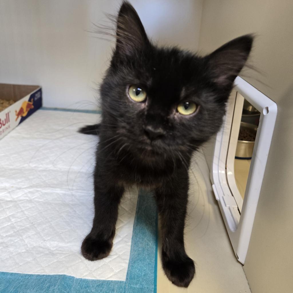 Furgie, an adoptable Domestic Medium Hair in Cody, WY, 82414 | Photo Image 1