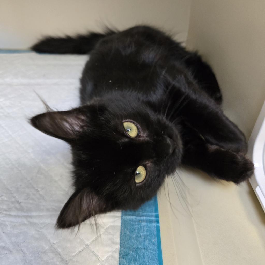 Furgie, an adoptable Domestic Medium Hair in Cody, WY, 82414 | Photo Image 2