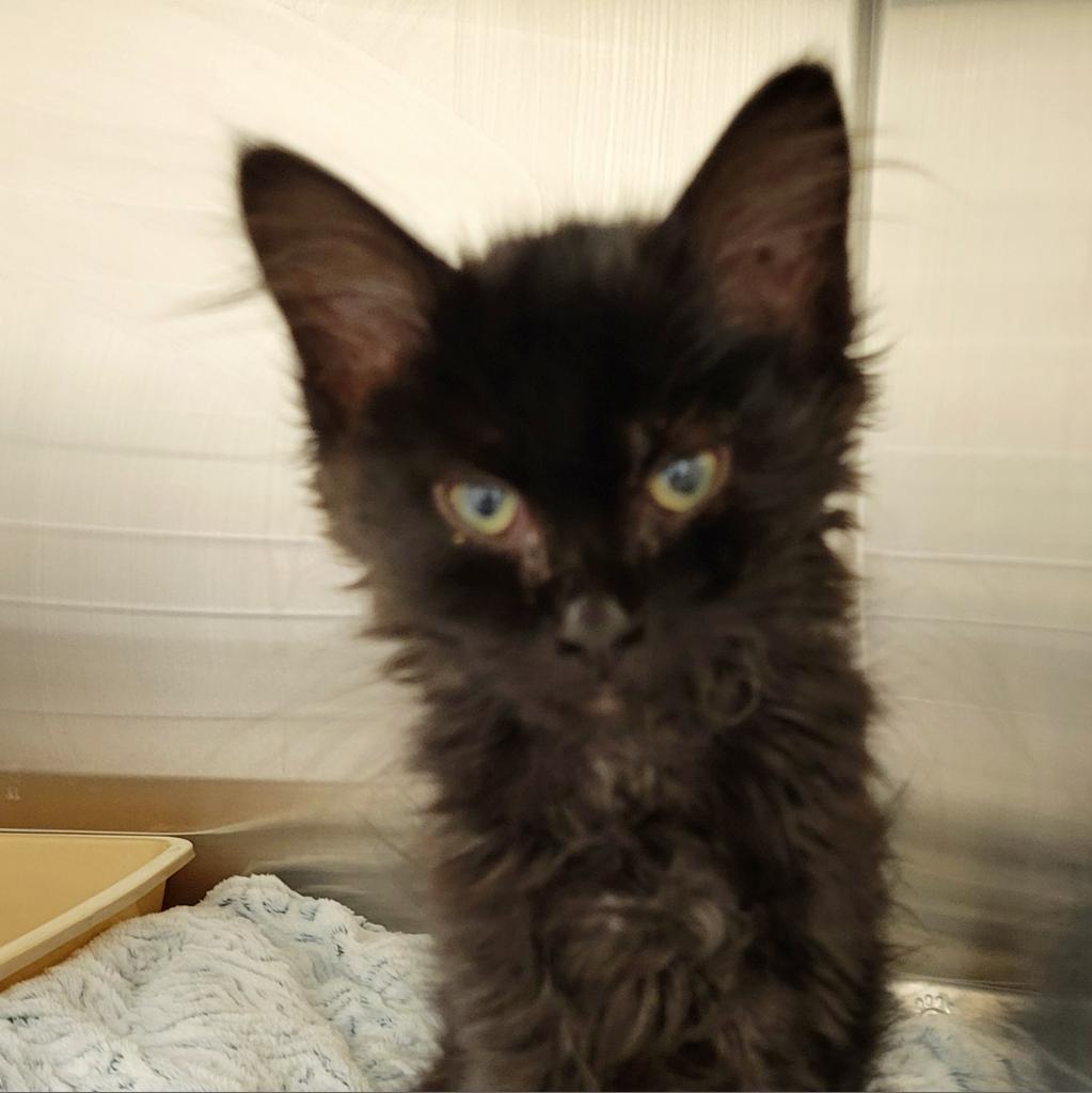 Furgie, an adoptable Domestic Medium Hair in Cody, WY, 82414 | Photo Image 3