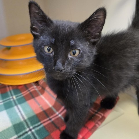 Bayadere, an adoptable Domestic Short Hair in Cody, WY, 82414 | Photo Image 1