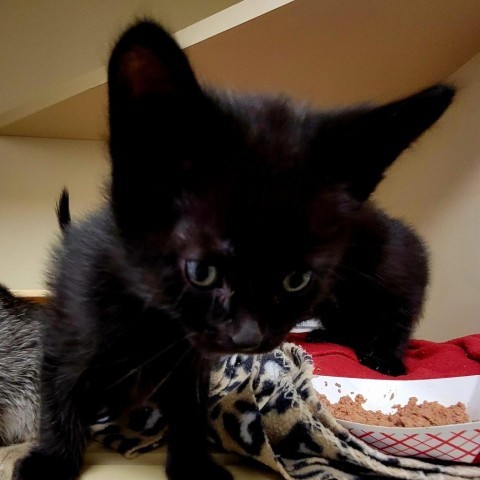 Bayadere, an adoptable Domestic Short Hair in Cody, WY, 82414 | Photo Image 2