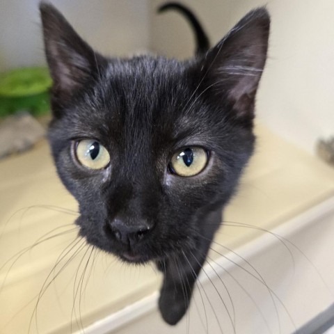 Reine, an adoptable Domestic Short Hair in Cody, WY, 82414 | Photo Image 1