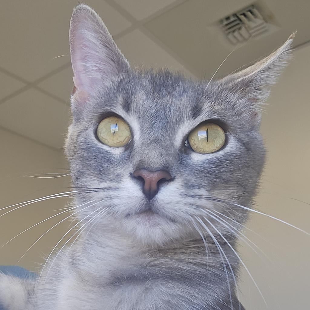 Calypso, an adoptable Domestic Short Hair in Cody, WY, 82414 | Photo Image 1