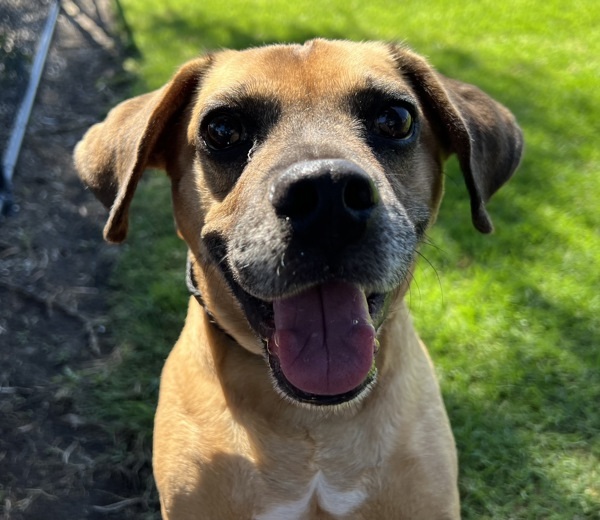 Jax, an adoptable Puggle in El Cajon, CA, 92020 | Photo Image 1