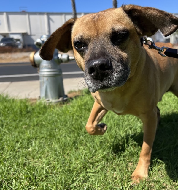 Jax, an adoptable Puggle in El Cajon, CA, 92020 | Photo Image 2