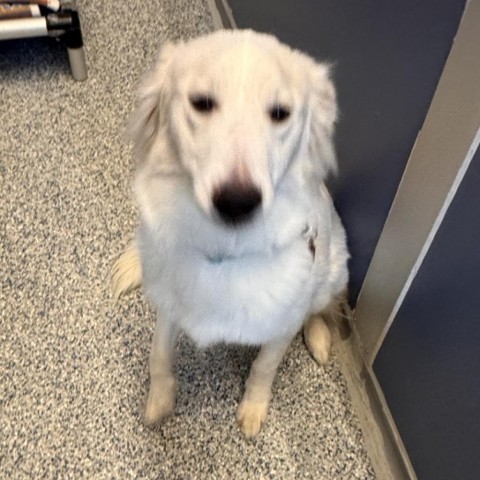 Polar, an adoptable Mixed Breed in Great Falls, MT, 59404 | Photo Image 2