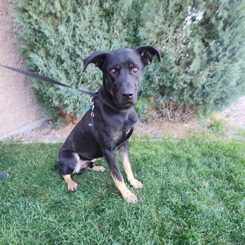 Bear, an adoptable Mixed Breed in Great Falls, MT, 59404 | Photo Image 1