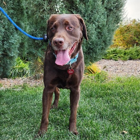 Drake, an adoptable Mixed Breed in Great Falls, MT, 59404 | Photo Image 1