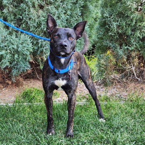 River, an adoptable Mixed Breed in Great Falls, MT, 59404 | Photo Image 1