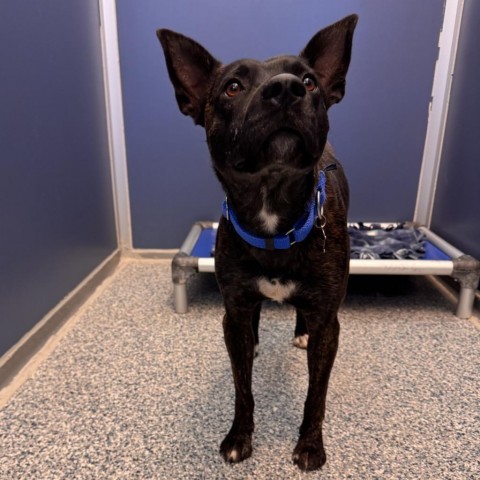 River, an adoptable Mixed Breed in Great Falls, MT, 59404 | Photo Image 2