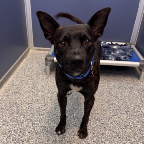 River, an adoptable Mixed Breed in Great Falls, MT, 59404 | Photo Image 3