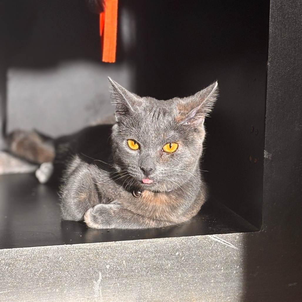 Twirl, an adoptable Domestic Short Hair, Chartreux in Rocky Mount, VA, 24151 | Photo Image 1