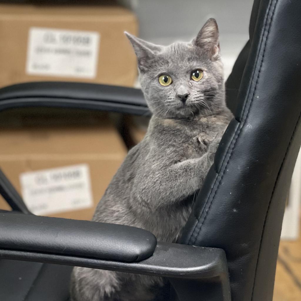 Twirl, an adoptable Domestic Short Hair, Chartreux in Rocky Mount, VA, 24151 | Photo Image 2
