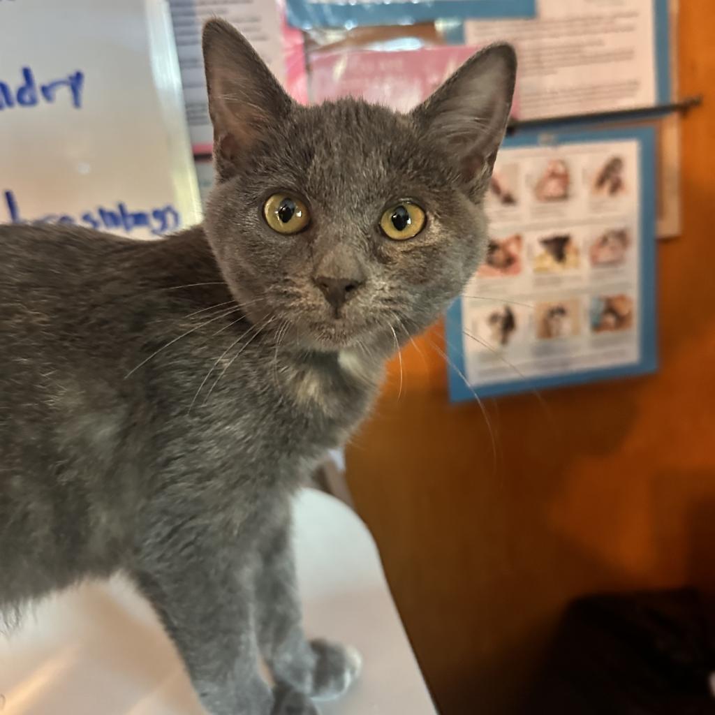 Twirl, an adoptable Domestic Short Hair, Chartreux in Rocky Mount, VA, 24151 | Photo Image 3