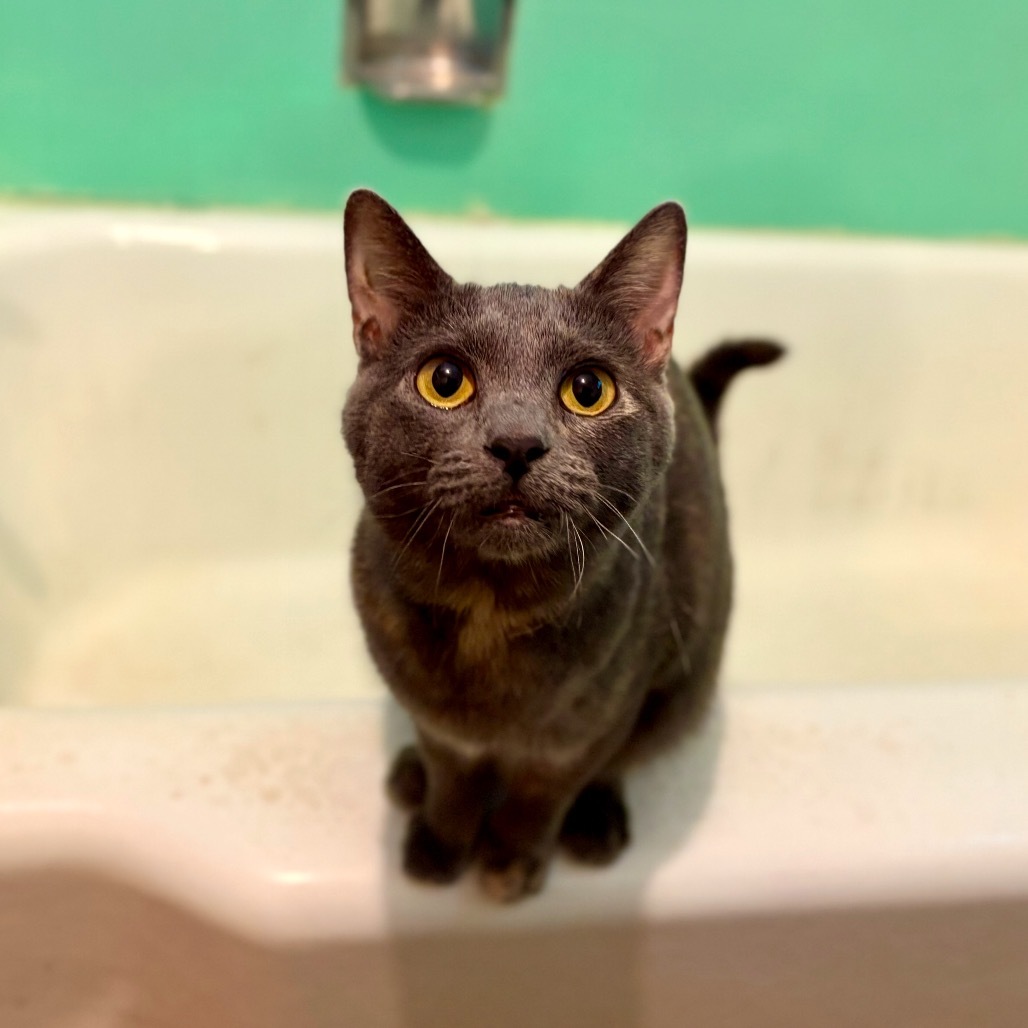 Twirl, an adoptable Domestic Short Hair, Chartreux in Rocky Mount, VA, 24151 | Photo Image 5