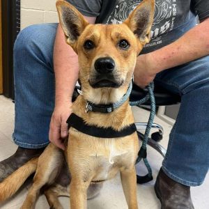 Red Roscoe Mixed Breed Dog