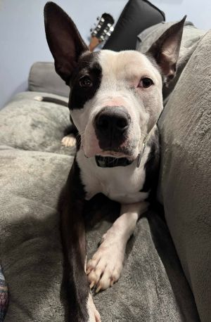 Duke, Young Male unknown